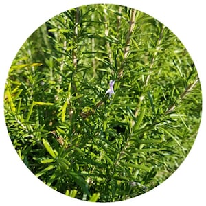Bio-Rosmarin-CO2-Gesamtextrakt (Rosemarinus officinalis) Bio-CO2-Antioxidationsmittel Ganz natürlicher Rosmarin-CO2-Extrakt Natürliches Konservierungsmittel