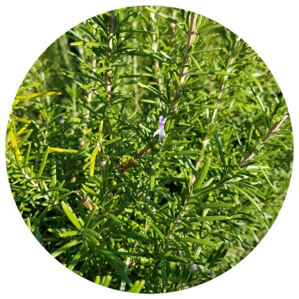 Organic Rosemary CO2 Total Extract (Rosemarinus officinalis) Organic CO2 Antioxidant All natural Rosemary CO2 Extract Natural Preservative