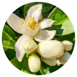 Orange Blossom CO2 Extract Citrus aurantium Fine Neroli Flower Pure Natural Perfumery perfume floral oil rare orangeblossom