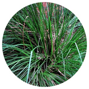 Vetiver Vintage Essential Oil Organic Vetiveria zizanioides Aged Roots Steam Distilled Indonesia Khus