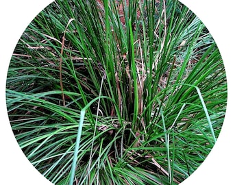 Olejek eteryczny Vetiver Vintage Organic Vetiveria zizanioides Starzone korzenie Parowa destylacja Indonezja Khus