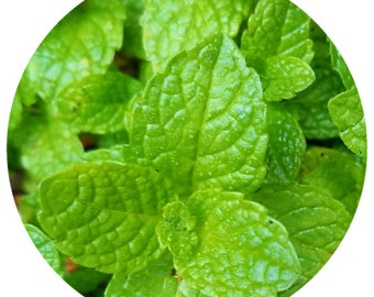 Willamette Peppermint Essential Oil Organic (Mentha piperita) USA Minty cooling Mint refreshing pure all natural flavor extract aromatherapy