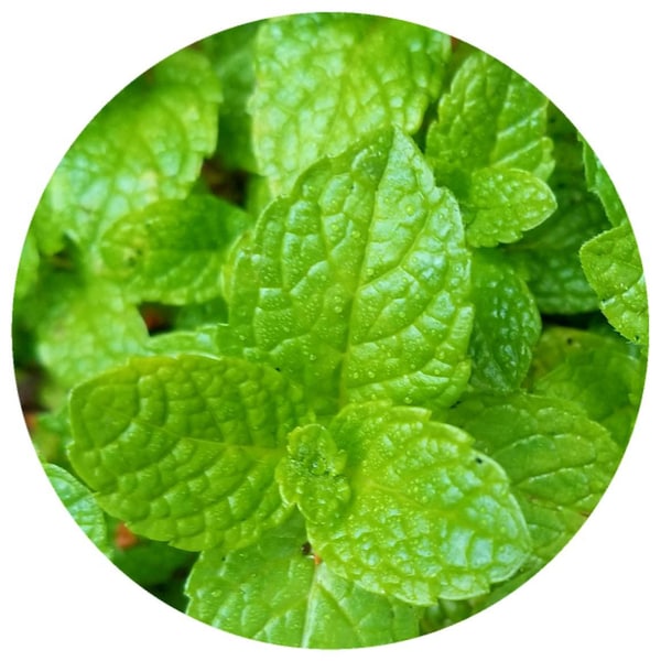 Willamette Peppermint Essential Oil Organic (Mentha piperita) USA Minty cooling Mint refreshing pure all natural flavor extract aromatherapy