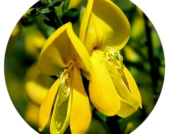 Absoluto de Retama Aceite de Flor de Gineta Italia Spartium junceum Floral Miel Aroma de Heno Perfume Natural Perfumería