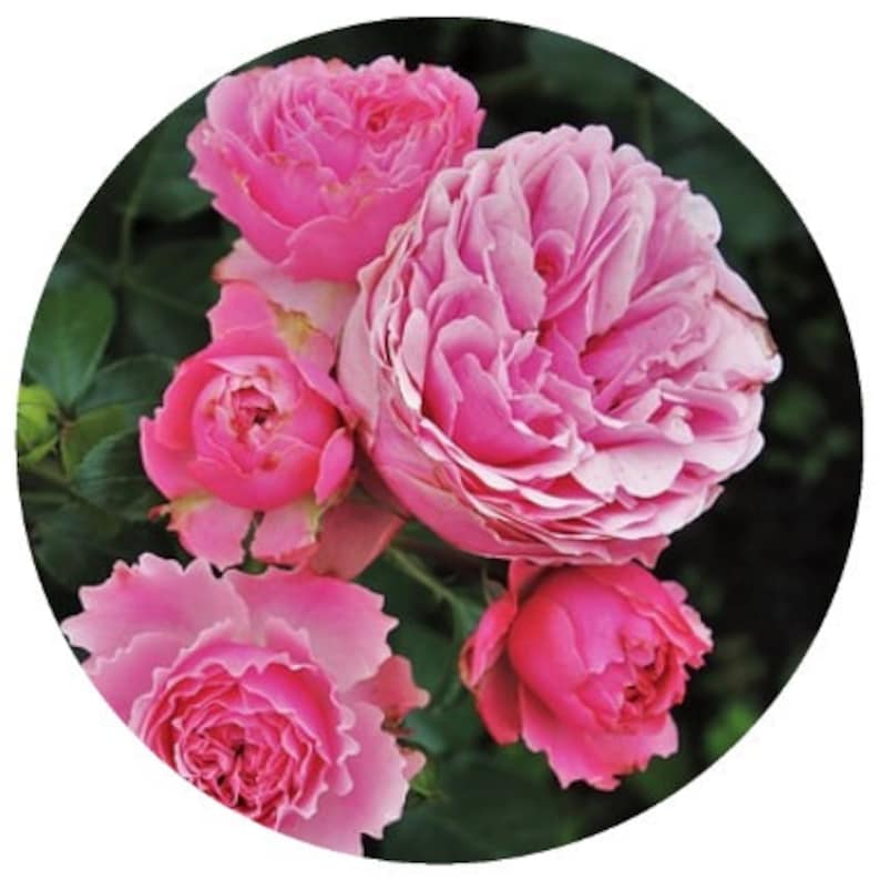 Rose de Mai Organic CO2 Extract Absolute (Rosa centifolia) Rose Maroc Natural Perfume Perfumery Skincare Provence Rose blossom image 3