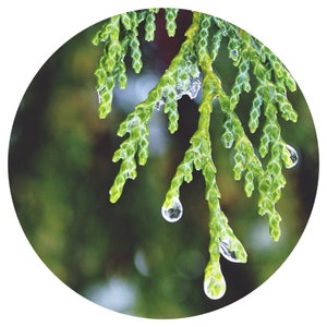 Cypress Essential Oil Cupressus sempervirens Organic French Aromatherapy Distillation Massage Self Care Steam Distilled