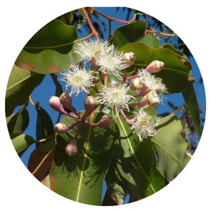 Citron-eukalyptus eterisk olja ekologisk Citriodora Corymbia Madagaskar aromaterapi doft