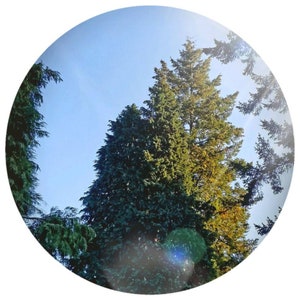 Fir, Balsam essential oil (Abies balsamea) Wild Canada Steam distillation aromatherapy Natural Perfumery Organic Perfume