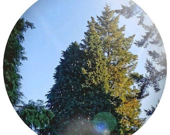 Jodła, olejek eteryczny z balsamu (Abies balsamea) Wild Canada Destylacja parowa Aromaterapia Naturalne perfumy Perfumy organiczne