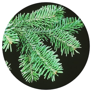 Fir Balsam Absolute Abies balsamea Wild Canada Natural Perfumery Perfume Fresh Forest Scent Aroma