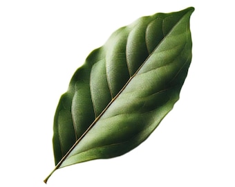 Óleo essencial de louro orgânico Laurus nobilis, aromaterapia, difusor de perfume, aroma de autocuidado, Córsega