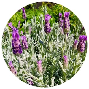 Organic Lavender essential oil English Great Britain (Lavandula angustifolia var Folgate) Organic Essential Oil