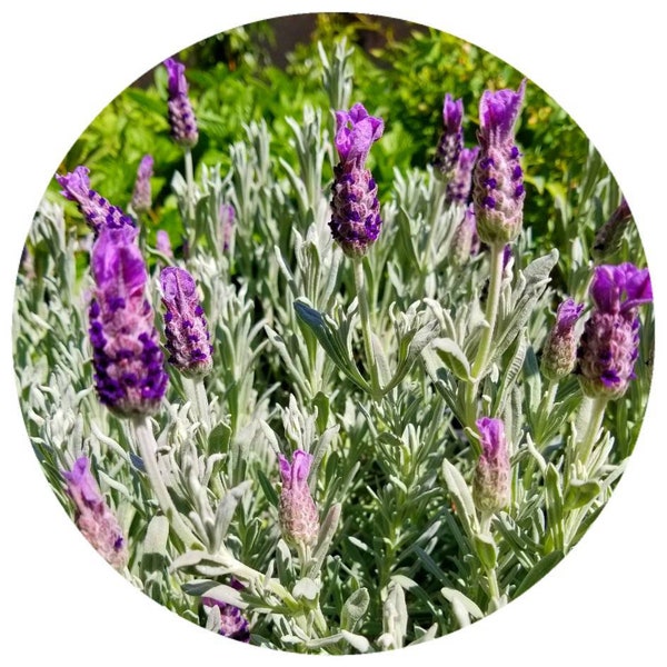 Organic Lavender essential oil English Great Britain (Lavandula angustifolia var Folgate) Organic Essential Oil