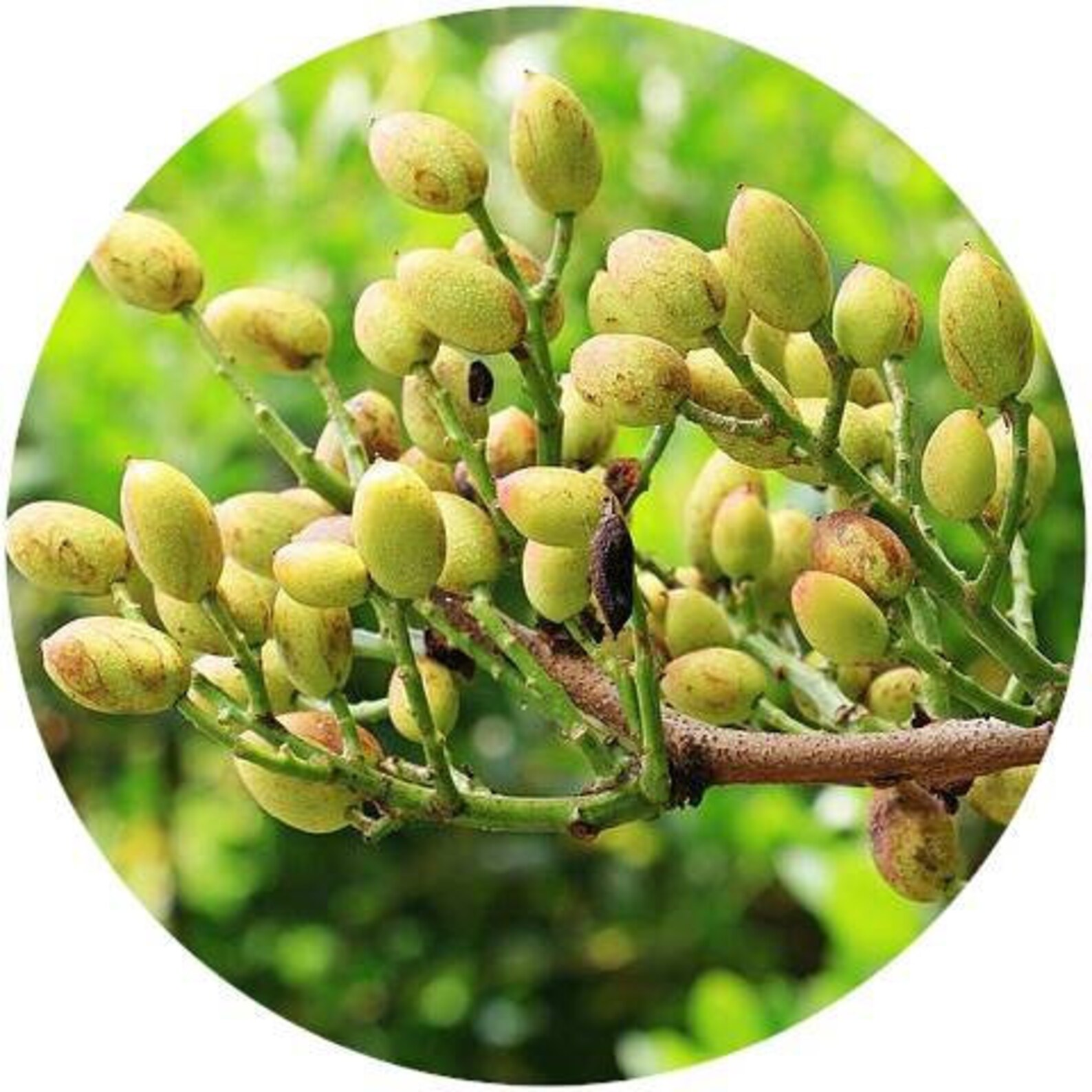 Pistachio Nut CO2 Select Organic Extract Rare Pistacia Vera Etsy
