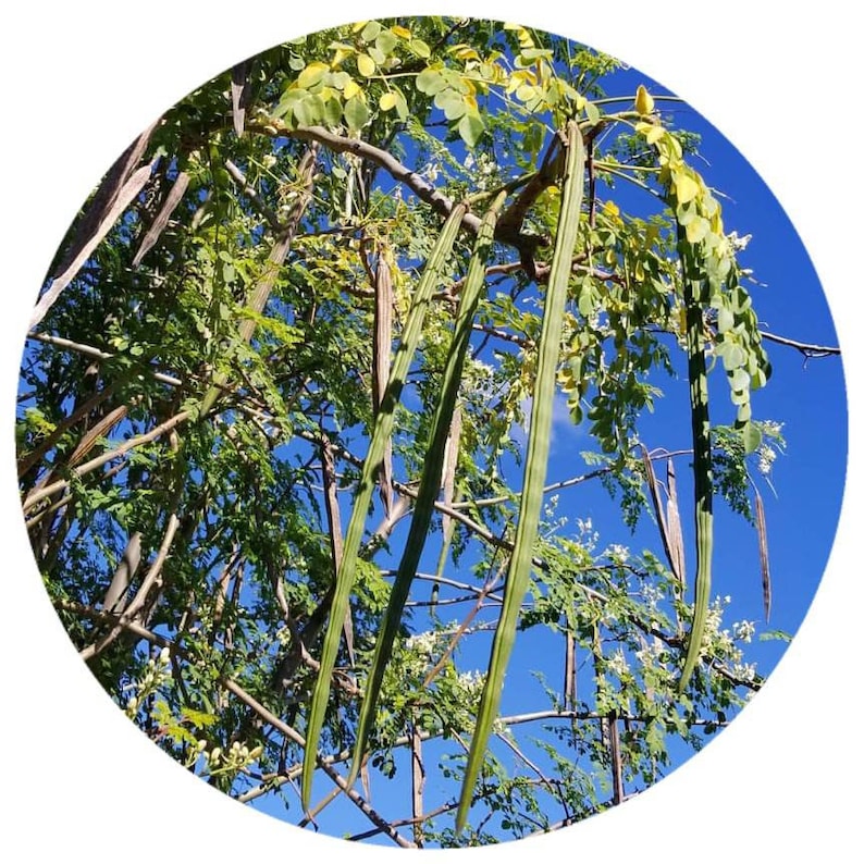 Pode incluir: Uma vis&atilde;o de perto de uma &aacute;rvore de moringa com longas vagens de sementes verdes penduradas nos galhos contra um c&eacute;u azul brilhante.