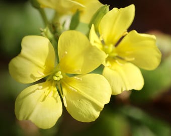 Aceite de semilla de onagra prensado en frío, orgánico, puro, hidratante, extracto para el cuidado de la piel