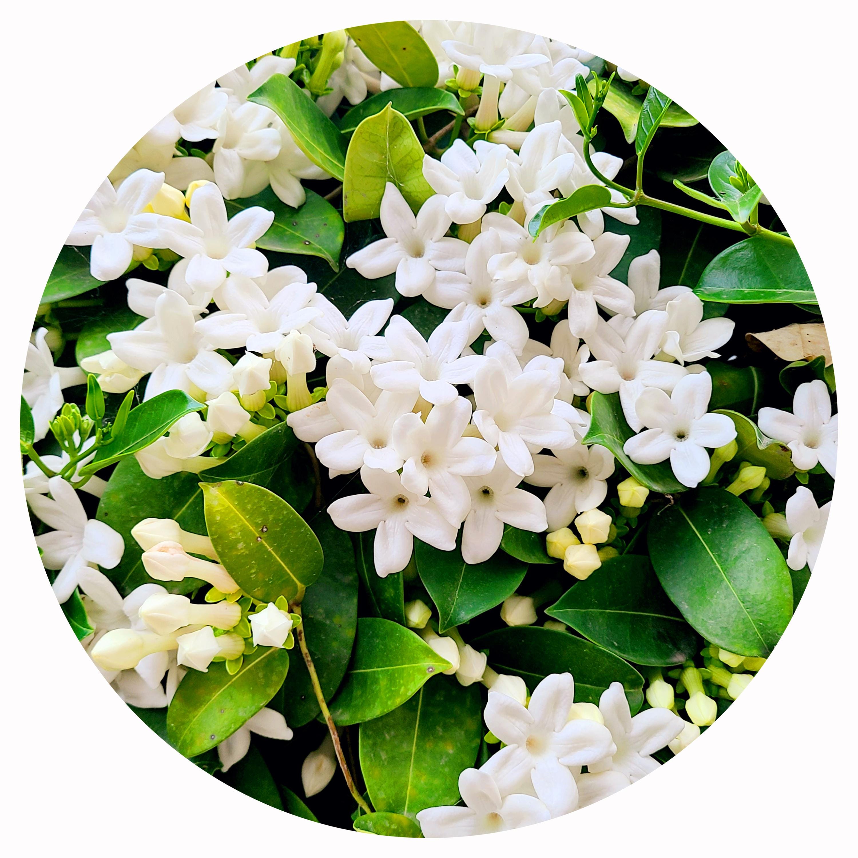 Jasmine Sambac Otto Essential Oil Pure Hydrodistilled Jasminum