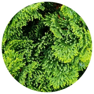 Hinoki Essential oil Chamaecyparis obtusa Japan Japanese Wood Aromatherapy
