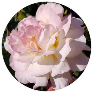 Rose Absolute RED Bulgarian Rosa damascena Pure Organic Bulgaria Kazanlak Valley of the roses Rosa x damascena Mill Damask rose