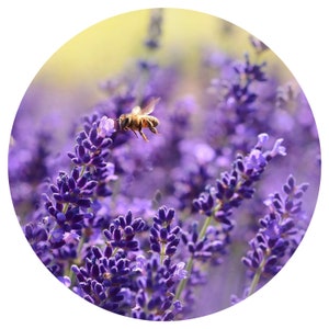 Lavender Flower Essential oil Organic flowers only no stems Lavandula angustifolia Natural Perfume Perfumery Skincare Aromatherapy
