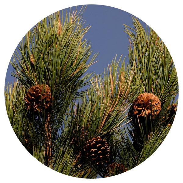 Black Pine Essential Oil Wildcrafted Pure Pinus Nigra Natural Perfumery Aromatherapy