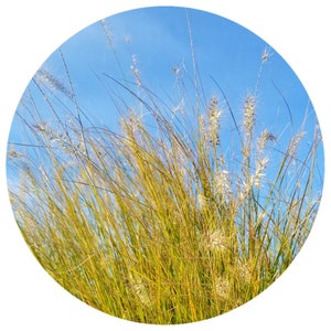 Hay Essential oil RARE (Hierochloe alpina) STEAM DISTILLED Alpine sweetgrass Hay Essential Oil For Fine Perfume and Fragrance making