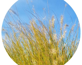 Hay Essential oil RARE (Hierochloe alpina) STEAM DISTILLED Alpine sweetgrass Hay Essential Oil For Fine Perfume and Fragrance making