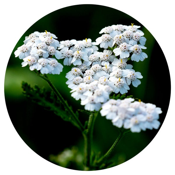 Yarrow essential oil, Blue (Achillea millefolium L.) Organic Blue Yarrow Essential oil From our Bulgarian Distiller