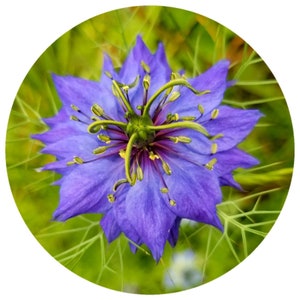 Organic Black Seed Oil Nigella sativa CO2 Extract Black Cumin Seed essential oil nigella kalonji Pure food grade quality