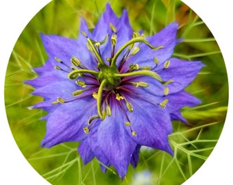 Aceite de semilla negra orgánico Nigella sativa Extracto de CO2 Aceite esencial de semilla de comino negro nigella kalonji Calidad alimentaria pura