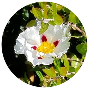 Rock Rose absolute France (Cistus ladaniferus) Organic Absolute French France labdanum Cistus