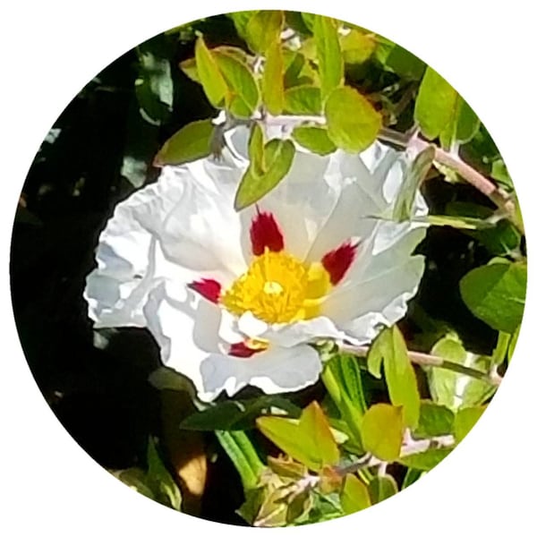 Rosa de roca absoluta Francia (Cistus ladaniferus) Orgánica Absoluta francesa Francia labdanum Cistus