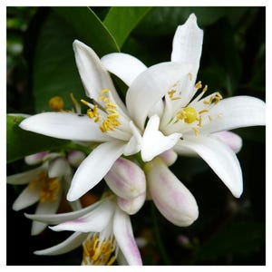 Orange Flower Water ABSOLUTE Oil Citrus aurantium Fine Neroli Natural Perfumery