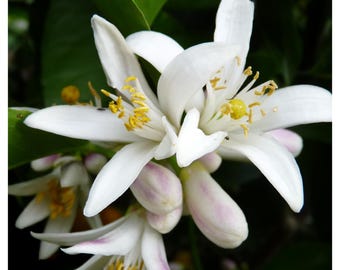 Orange Flower Water ABSOLUTE Oil Citrus aurantium Fine Neroli Natural Perfumery