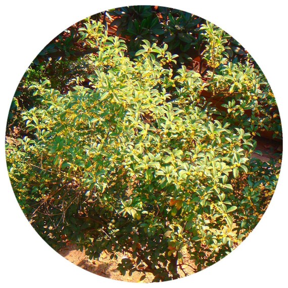 Osmanthus Flower Organic Tincture Fragrans Sweet Tea Apricot Etsy