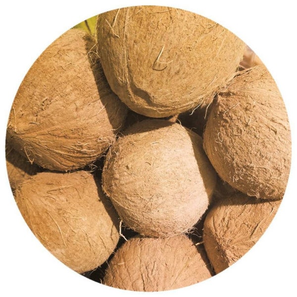 Organic Coconut SCO2 Select Extract Cocos nucifera Supercritical CO2 Organic natural Aromatherapy Skincare Cosmetic Scent Fine Perfumery Use