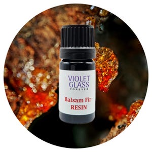 Balsam Fir RESIN Essential Oil Abies Balsamea Wild Canada Rare Steam Distilled Aromatherapy Natural Perfumery Perfume