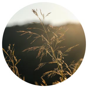 Sweet Vernal Grass ESSENTIAL OIL RARE Anthoxanthum odoratum Flouve Steam Distilled Natural Perfumery Perfume Vanilla like
