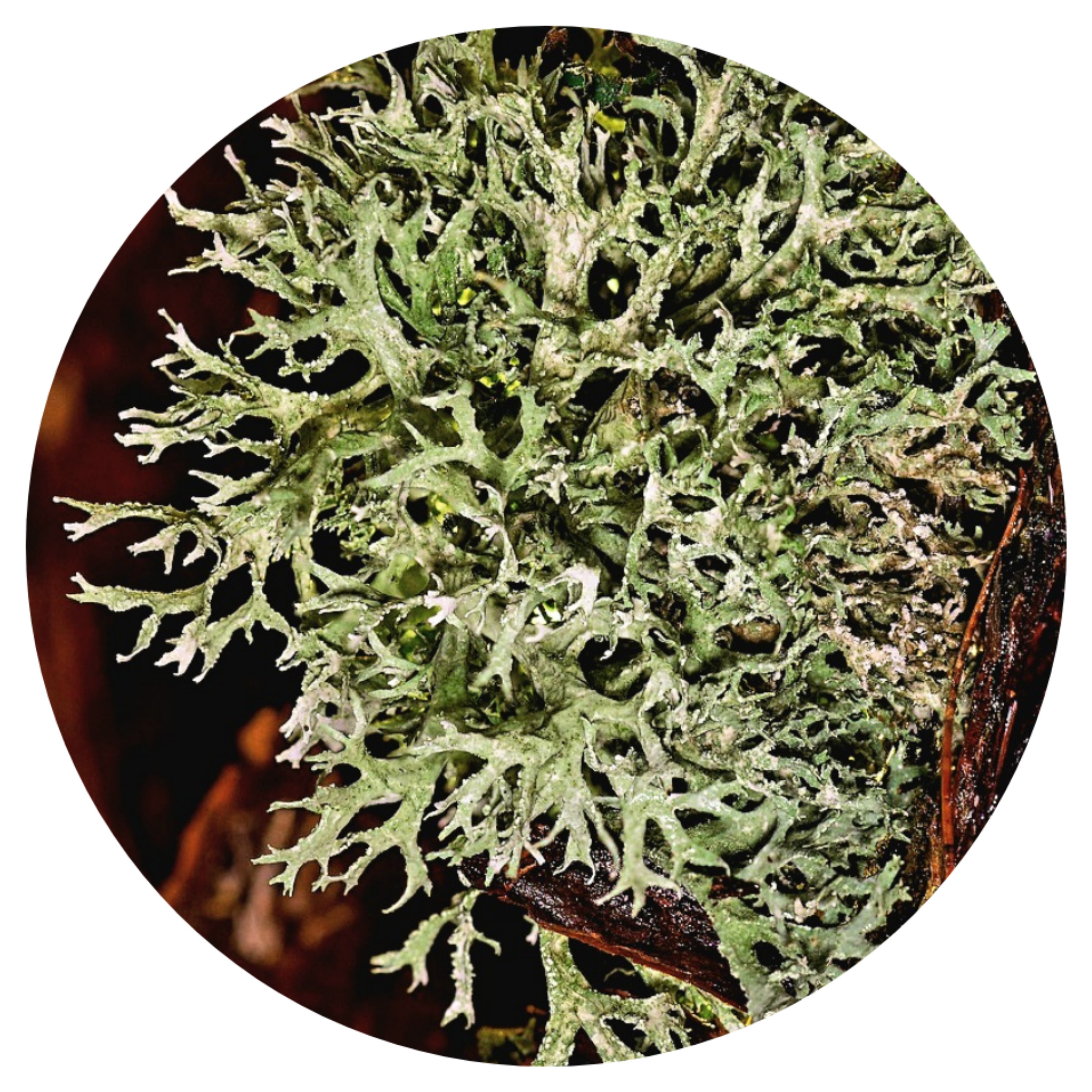 Pine Tree Moss Absolute France Perfumery Perfume Cologne Agrestic