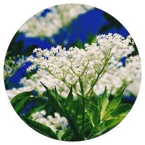 Puede incluir: Primer plano de flores blancas de saúco con hojas verdes sobre un fondo de cielo azul. Las flores están en plena floración y crean un efecto delicado y aireado.