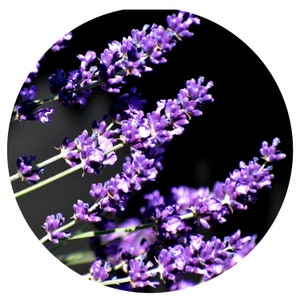 Bio-Ätherisches Öl Lavandin Grosso Oregon USA Food Grade Lavandula Hybrida var Grosso Reine Aromatherapie-Blumenparfüm