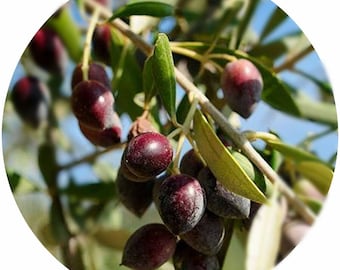 Organic Olive Oil (Olea europaea) Ice Pressed cold pressed extra virgin olive oil Skincare unrefined enzyme rich raw