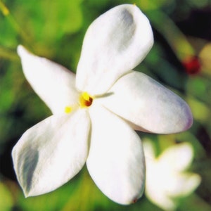 K&ouml;nnte beinhalten: Eine einzelne wei&szlig;e Jasminbl&uuml;te mit gelber Mitte, scharf gestellt, vor einem verschwommenen gr&uuml;nen Hintergrund.