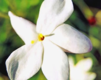 Sandalwood Royal Hawaiian Aged Essential Oil Vintage 2017 Santalum paniculatum Organic Sustainable Hawaii Hydro Steam Distilled Big Island