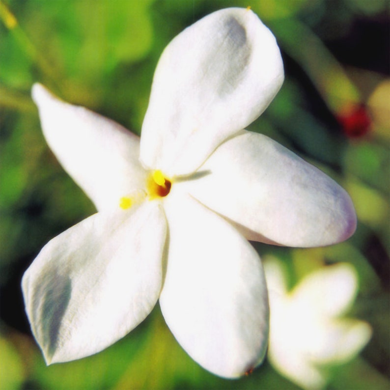 K&ouml;nnte beinhalten: Eine einzelne wei&szlig;e Jasminbl&uuml;te mit gelber Mitte, scharf gestellt, vor einem verschwommenen gr&uuml;nen Hintergrund.