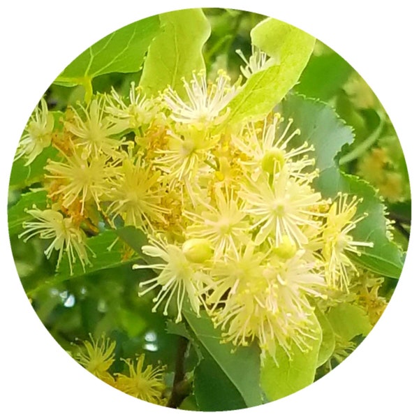 Linden Blossom Absolute Tilia cordata Rare French Wildcrafted perfumery perfumer perfume top note parfum essential oil