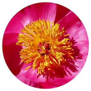 Op de afbeelding: Een close-up van een levendige roze pioenroos met een helder geel centrum. De bloem is in volle bloei en heeft een delicate, gekrulde textuur.