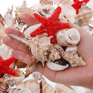 Mixed Seashells, Bulk Mixed Seashells, Seashells For Crafts, Mixed Lot Seashells, Seashells,  6-8 Kinds Of Seashells