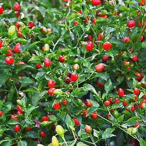 Chili Pequin Pepper Seeds 20 Pack  Bird Eye Pepper Seeds, Free Shipping!
