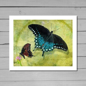 Butterfly art, Spicebush Swallowtail, Butterfly Print, Nature Art, Butterfly Painting, Wildlife Painting, Wall Decor